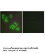 BCL2L2 Antibody