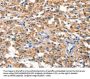 Rabbit anti-human DUSP2 polyclonal antibody