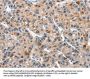 Rabbit anti-human DUSP2 polyclonal antibody