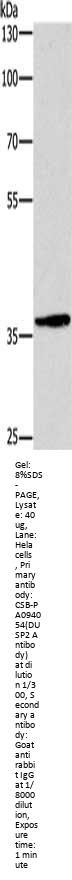 Rabbit anti-human DUSP2 polyclonal antibody