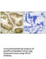 HDAC7 Antibody