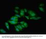 BMP2 Antibody