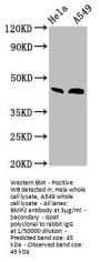 BMP2 Antibody