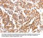 NES Antibody