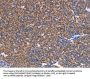 NES Antibody