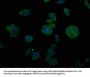 CTGF Antibody