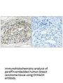 EHHADH Antibody