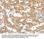 PTPN4 Antibody