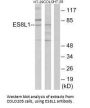 EPS8L1 Antibody