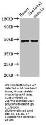 CD36 Antibody