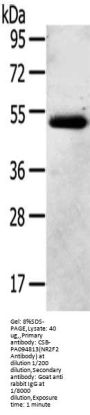 NR2F2 Antibody