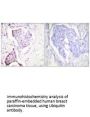 RPS27A Antibody