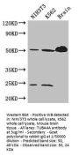 TUBA4A Antibody