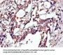 TUBA4A Antibody