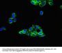 TUBA4A Antibody