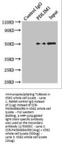 TUBA4A Antibody