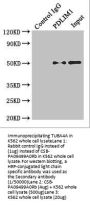 TUBA4A Antibody