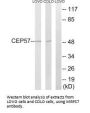 CEP57 Antibody