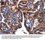 GIP Antibody