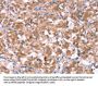HCAR2 Antibody