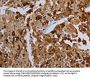 PDE4D Antibody
