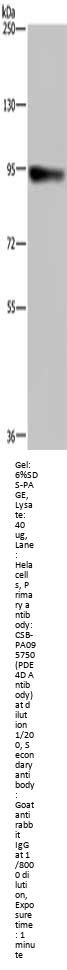 PDE4D Antibody