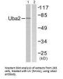 UBA2 Antibody