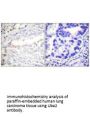 UBA2 Antibody