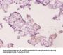 UBE2K Antibody