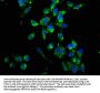 UBE2K Antibody