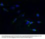 TACR1 Antibody