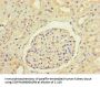 ANGPTL1 Antibody