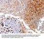 Rabbit anti-human HMOX1 polyclonal antibody