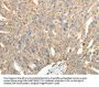 SYT11 Antibody