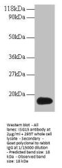 ISG15 Antibody