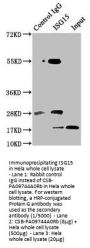 ISG15 Antibody