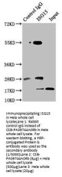 ISG15 Antibody