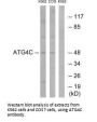 ATG4C Antibody