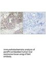 ATG4C Antibody