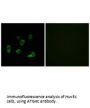 ATG4C Antibody