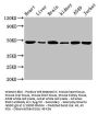 ENO2 Antibody