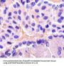 ENO2 Antibody