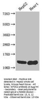 WFDC2 Antibody