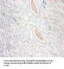 CKMT1A Antibody