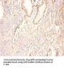 CKMT1A Antibody