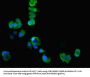 CKMT1A Antibody
