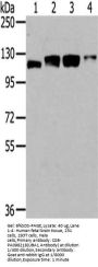 UBA1 Antibody