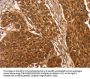 CCND2 Antibody