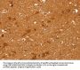 CCND2 Antibody