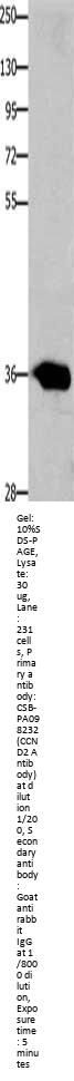 CCND2 Antibody
